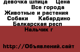 девочка шпица  › Цена ­ 40 000 - Все города Животные и растения » Собаки   . Кабардино-Балкарская респ.,Нальчик г.